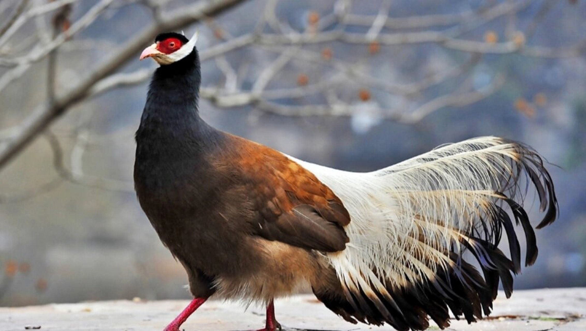 褐马鸡——鸟中斗士 简单介绍下,我们是雉科马鸡属动物,中国特产珍稀