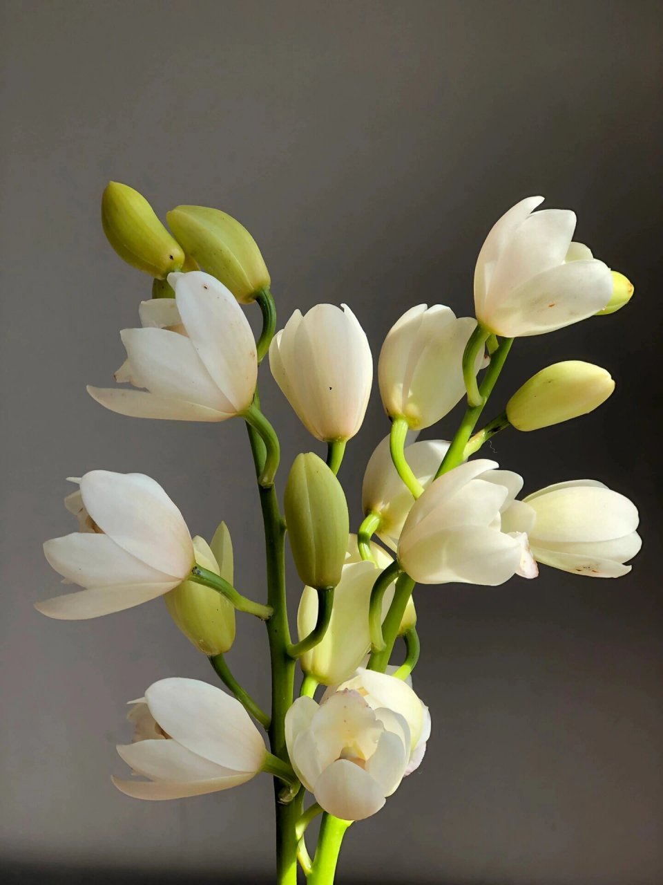 白玉香兰 	 兰花中的极品,婉约而高贵,自带清幽花香!