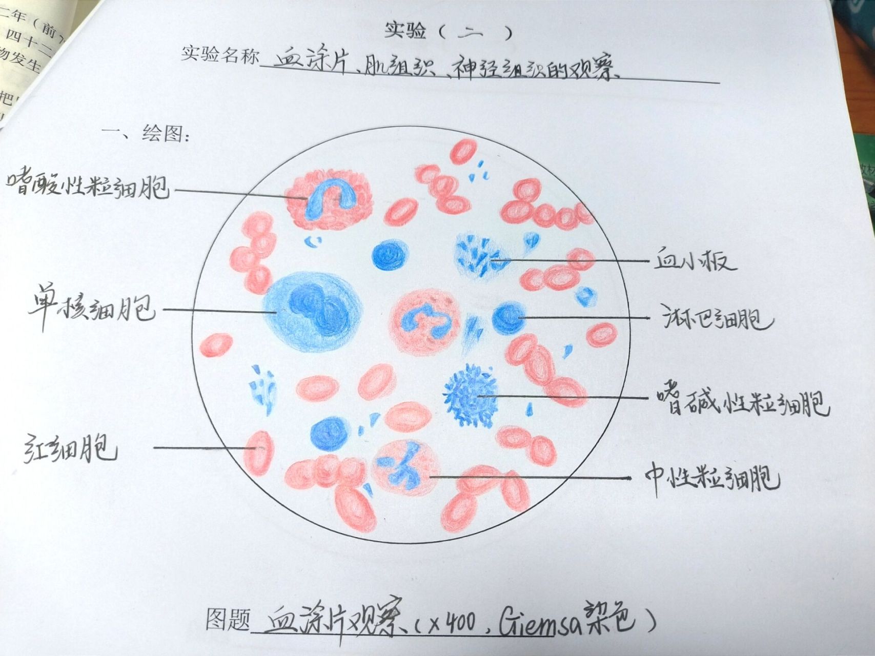 白细胞外形简图图片