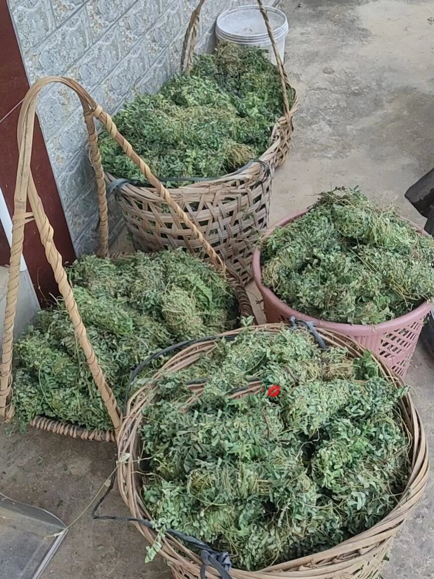 野生鸡骨草 具有清热祛湿,护肝,止痛之功效,常用于湿热黄疽,胁肋不舒
