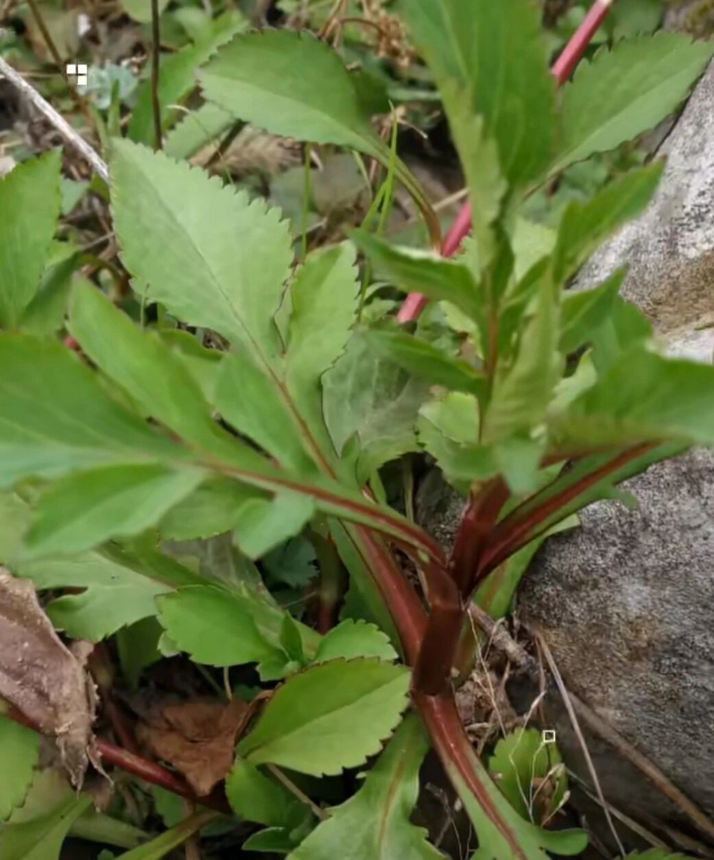 败酱草 败酱草 出处:《神农本草经》 功效:清热解毒,消痛排脓,祛瘀