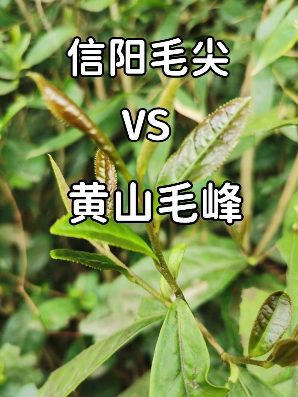 经常有人把毛尖和毛峰分不清?仅仅只有一字之差,但是却千差万别!