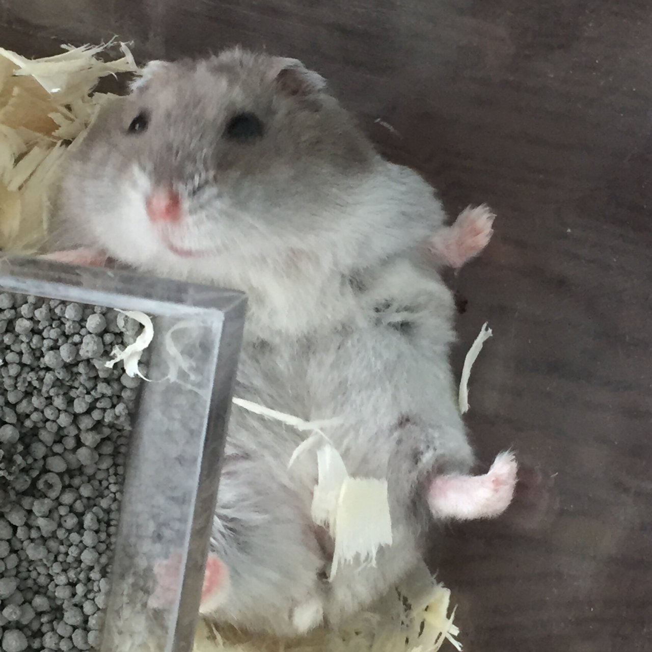 求助贴「仓鼠眼睛长了一粒麦粒肿怎么办」 我们家仓鼠上个月末眼睛上