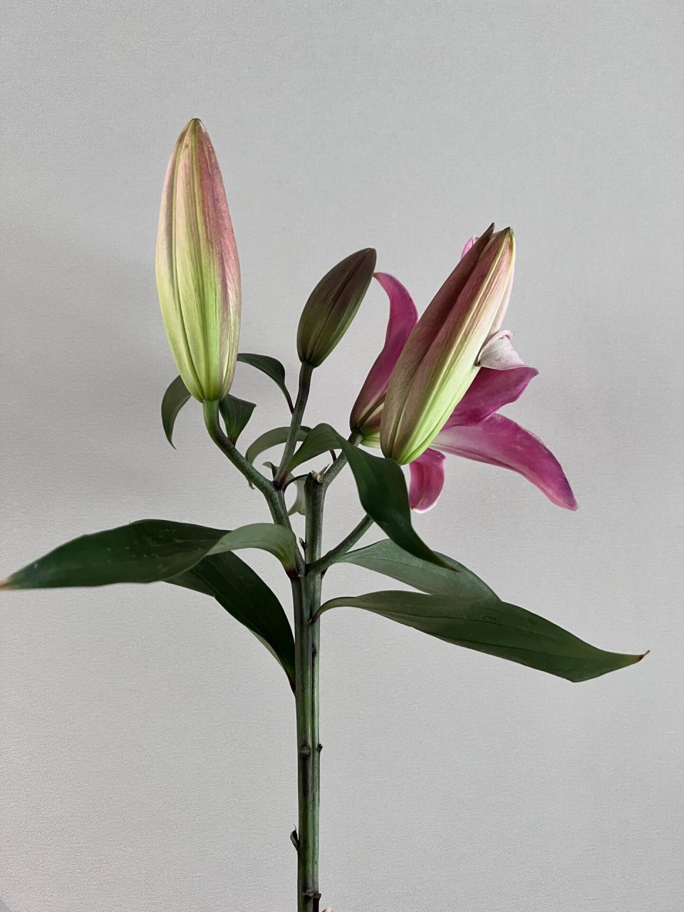 麦当娜百合      第一次买麦当娜,花苞巨大,呈青色和紫红色,是香水