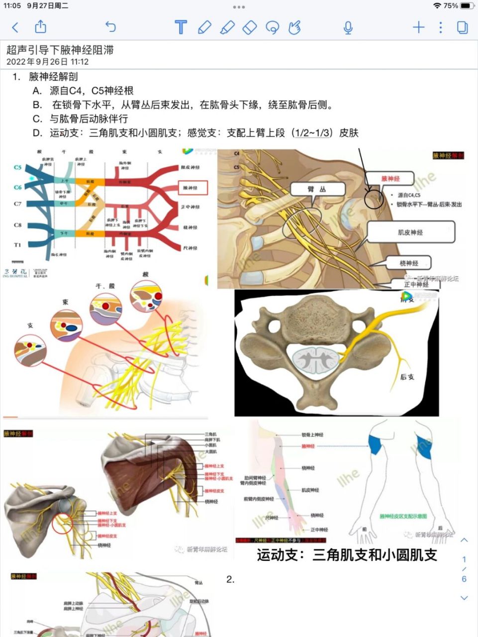 超声引导下|腋神经阻滞 学习来源:新青年麻醉论坛 书籍:-超声引导下的