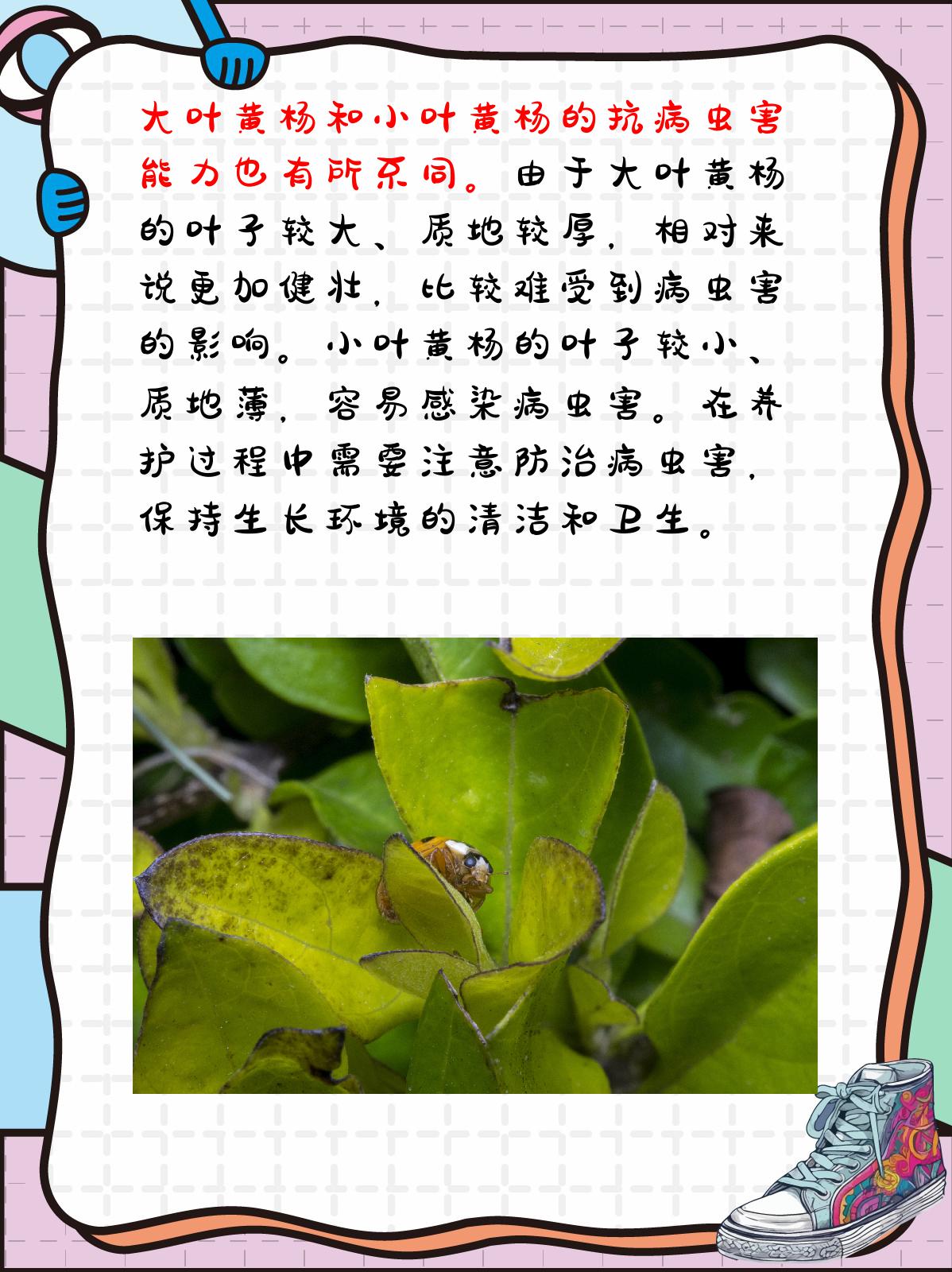 大叶黄杨和小叶黄杨的区别