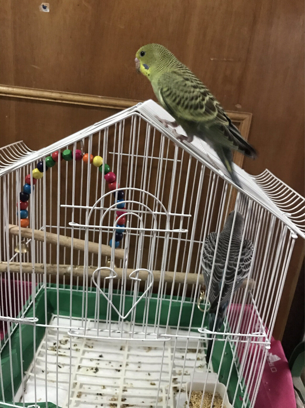 新手饲养虎皮鹦鹉