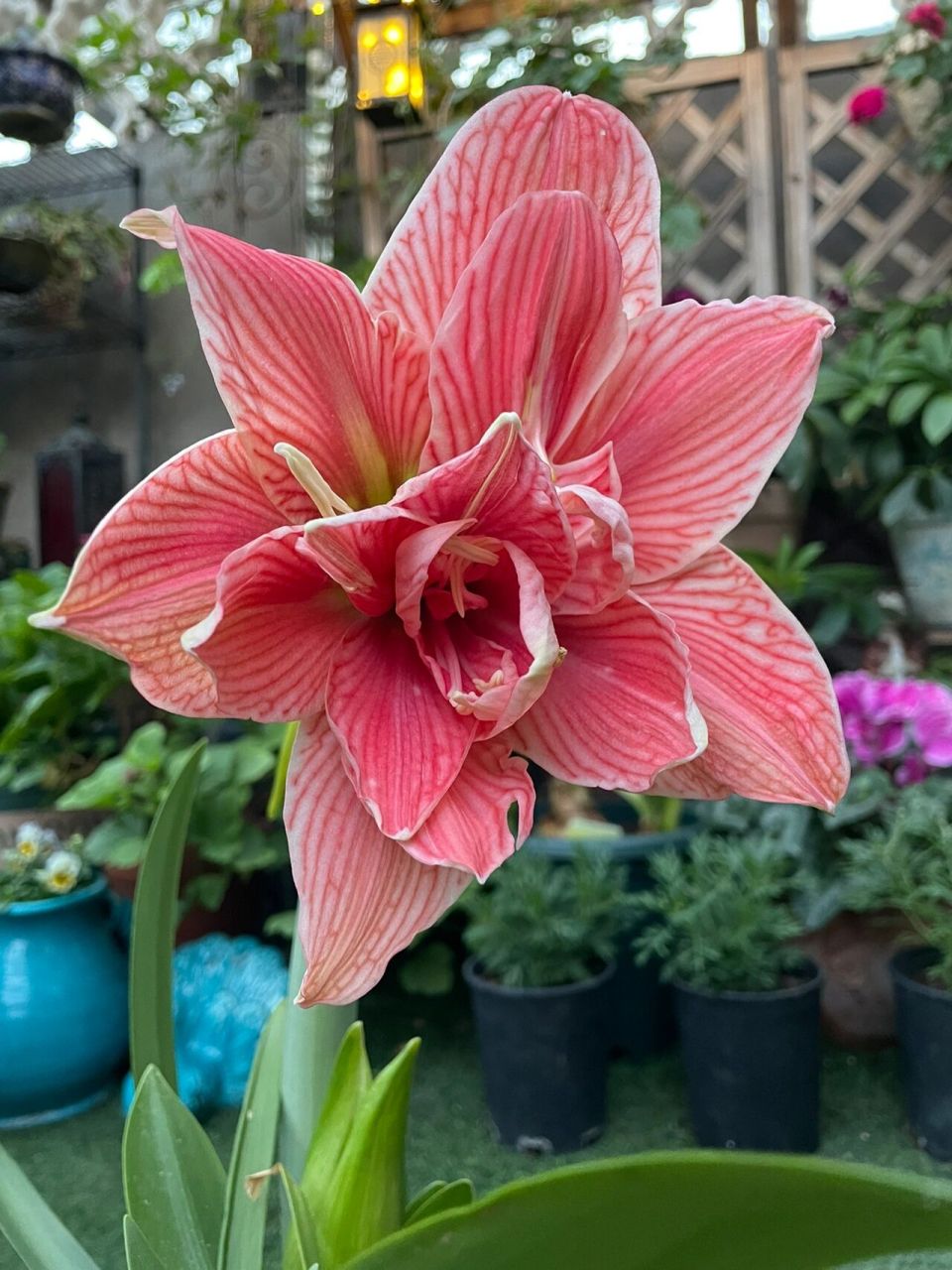 荷兰朱顶红甜蜜妮芙 这个粉色真的是很好看,网纹又清晰.