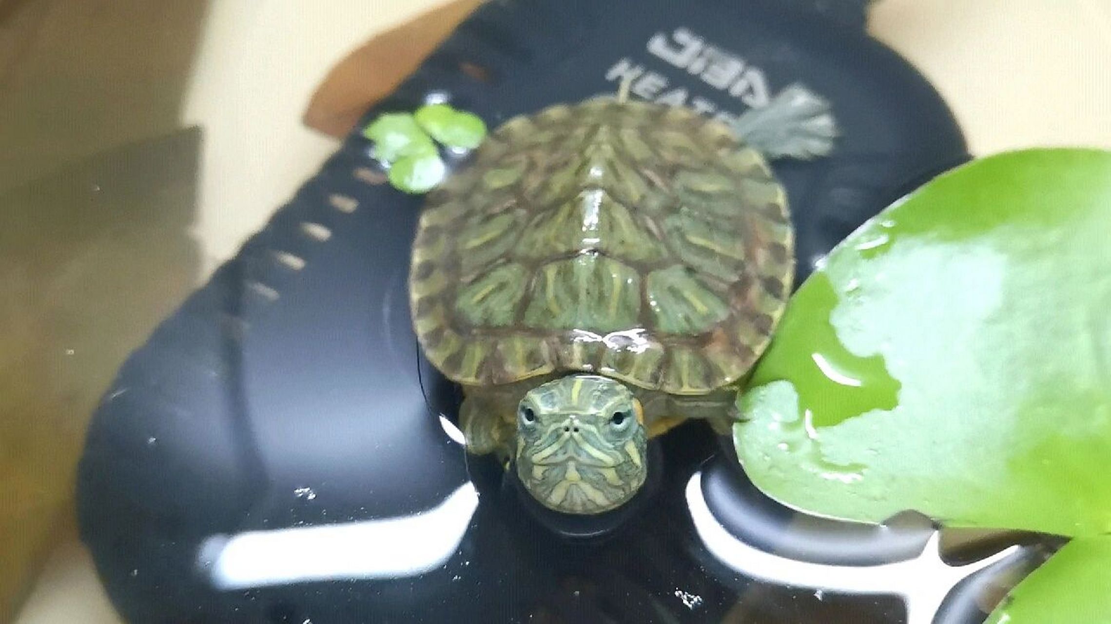 被可爱住了,论巴西龟小时候有多萌98 太乖了吧