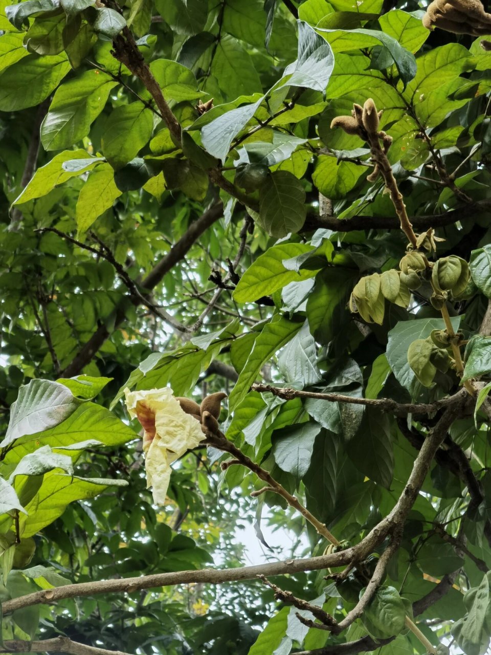 喜欢94,欣赏94-9393猫尾木 猫尾木 又名毛叶猫尾木,紫葳科猫