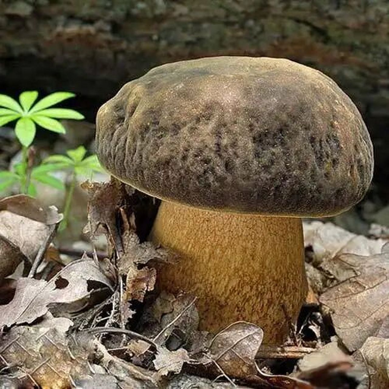 在欧洲,黑牛肝菌经常被拿来食用.外边和菌肉都是黑色的.