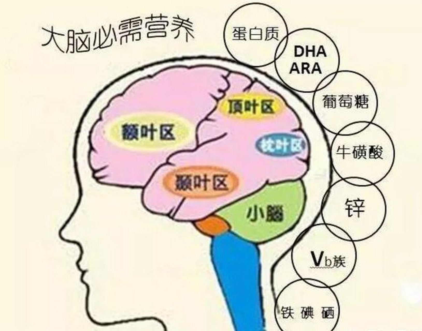 孩子大脑发育的三个黄金阶段 孩子大脑发育的三个黄金