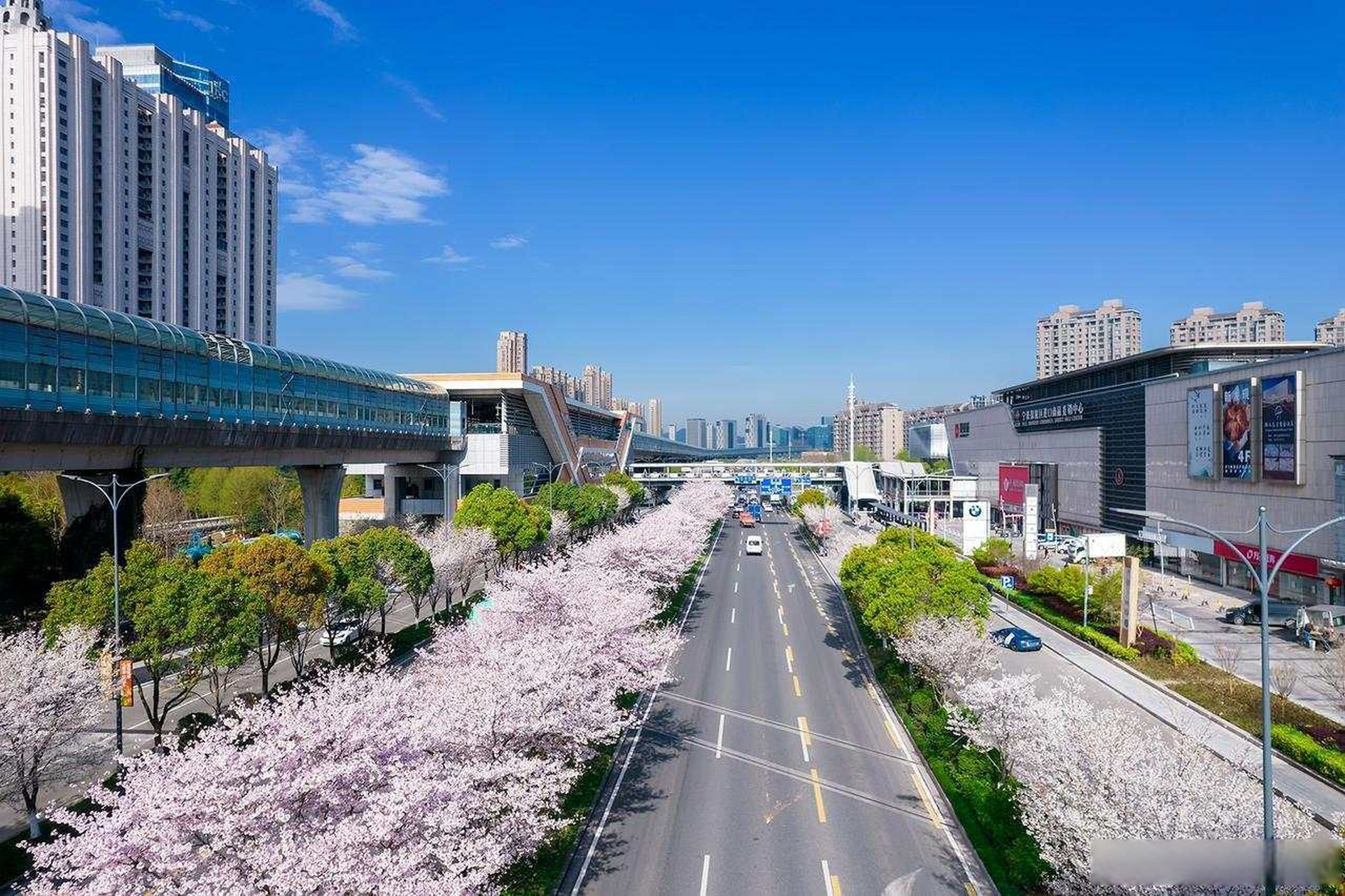 美丽北仑#【春天在路上,樱花在枝上 | 泰山路,最美樱花大道】 (拍客