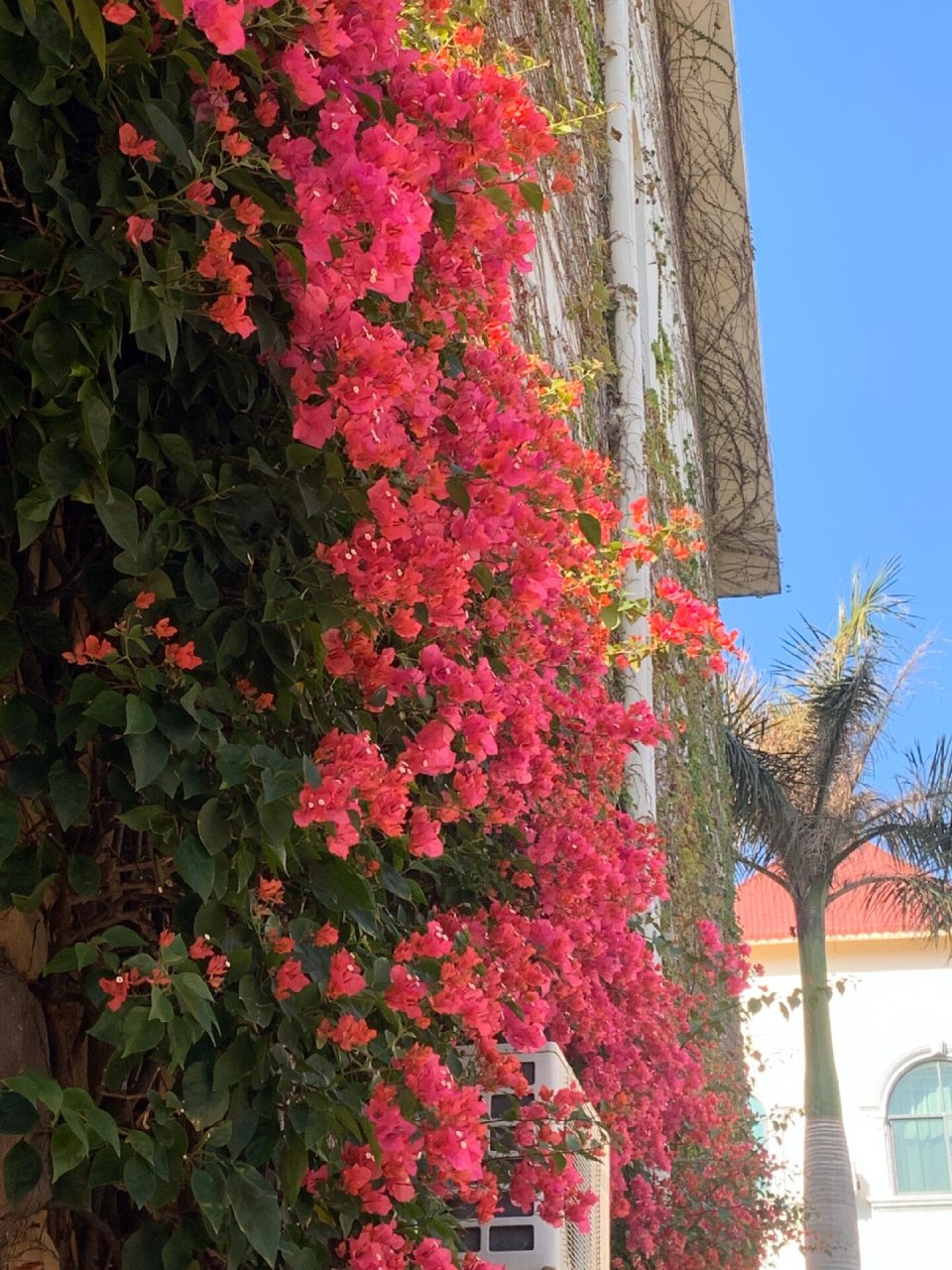 北海市花——三角梅 北海入秋失败,三角梅依旧开得很艳.