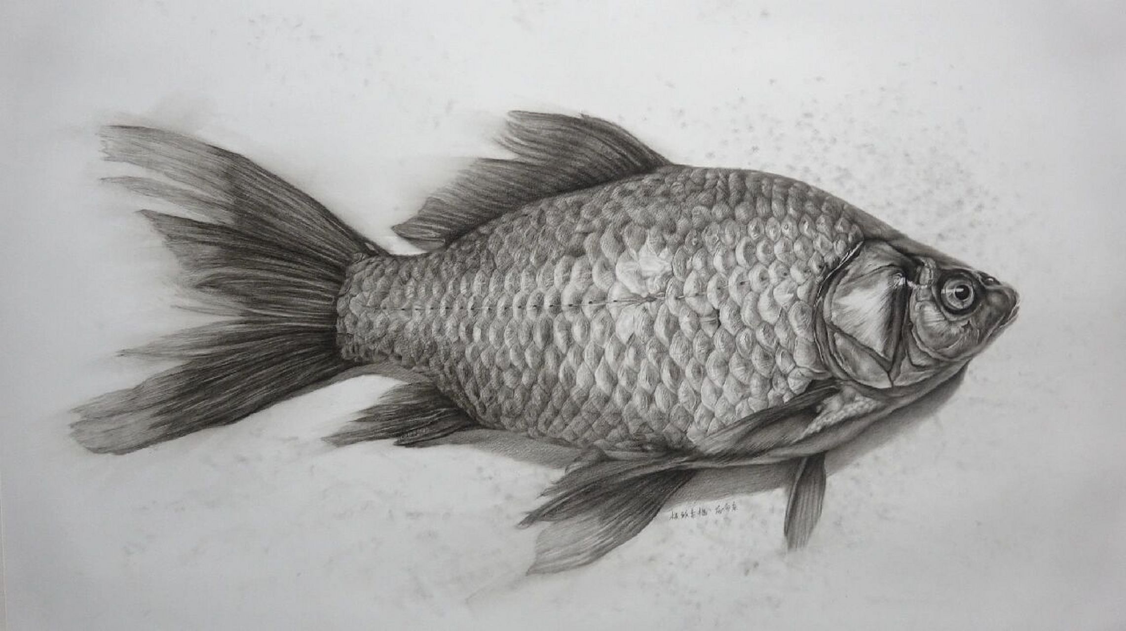 素描鱼步骤图, 素描鱼步骤图