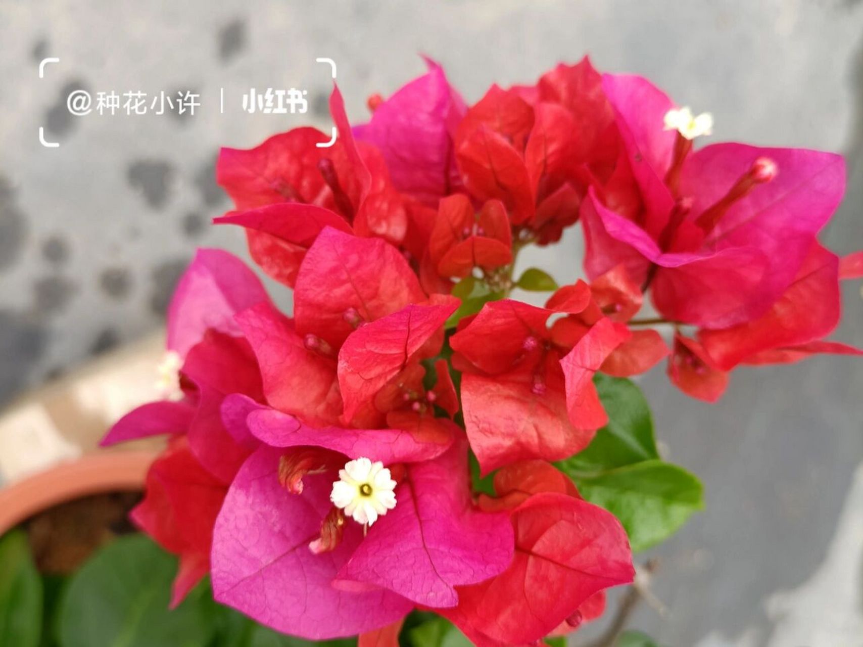 三角梅品种:潮州红,也称中国红,广东红 潮州红是特别基础的红花三角梅