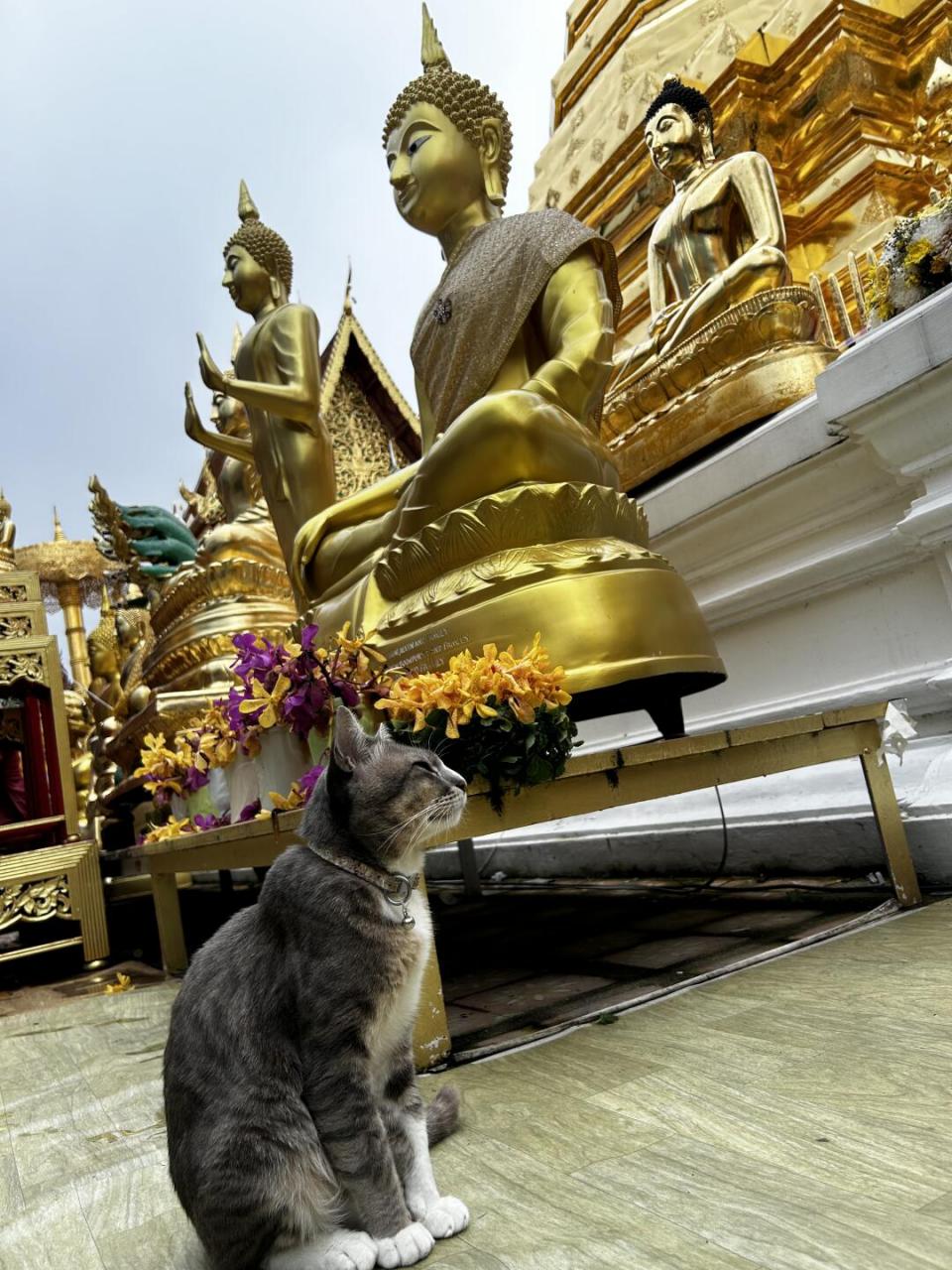 原来这大耳朵尖脸长身体的暹罗猫这么多毛色,还个个很胖很结实,还淡定