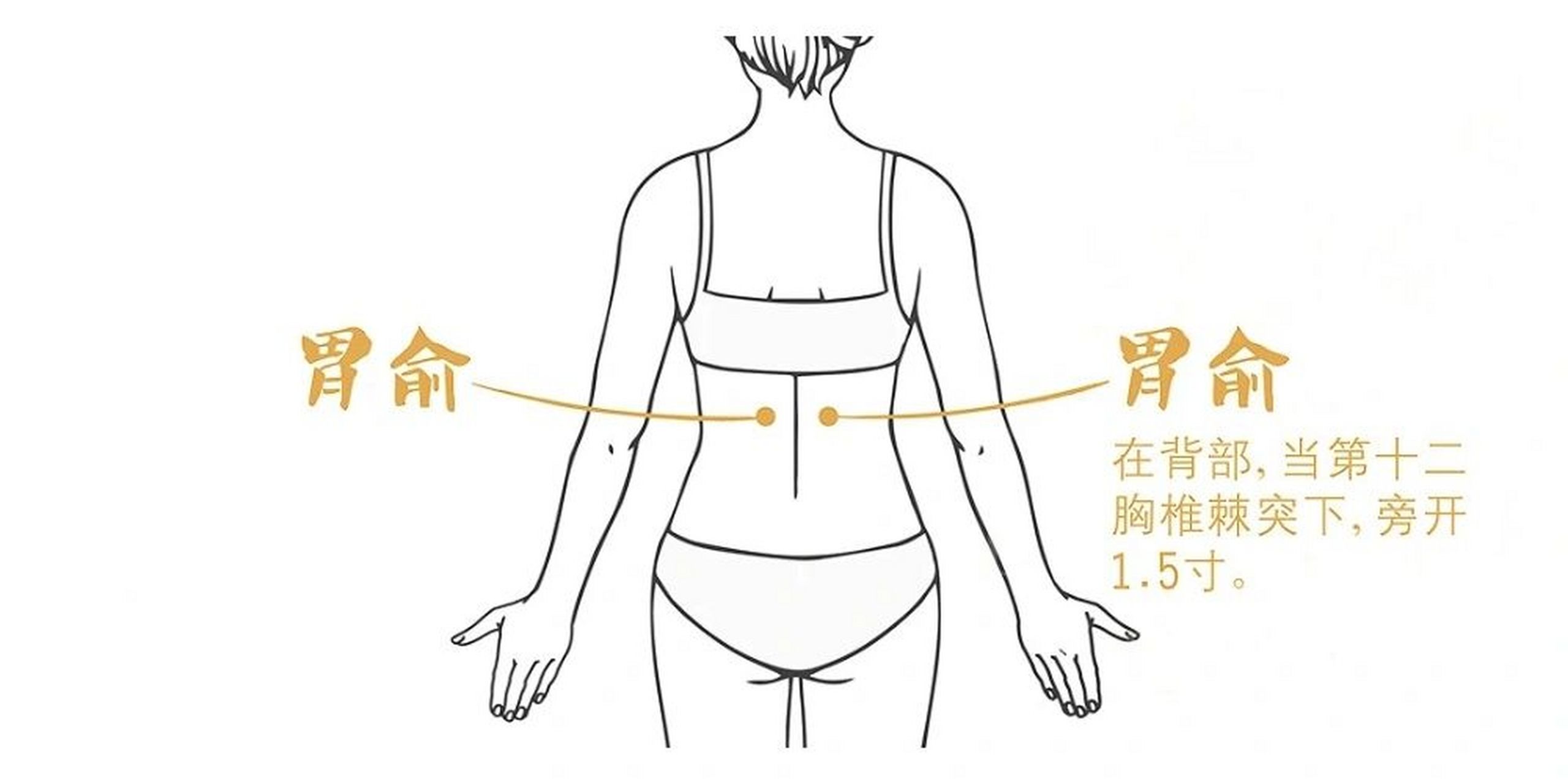 5寸. 胃俞是胃的背俞穴,刺激它可对胃起到双向调节作用.