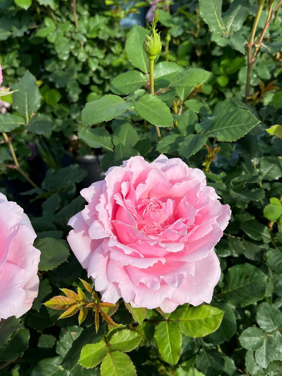 月季中的牡丹王者 索菲罗莎是最近的热门品种,2017年才被法国戴尔巴德