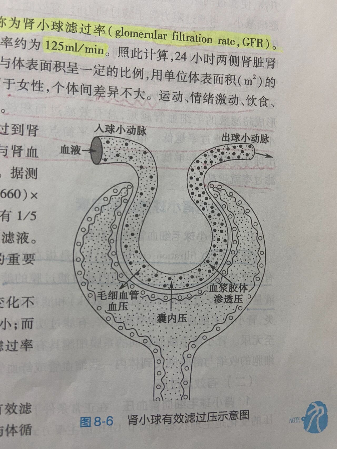 肾小球有效滤过压图片