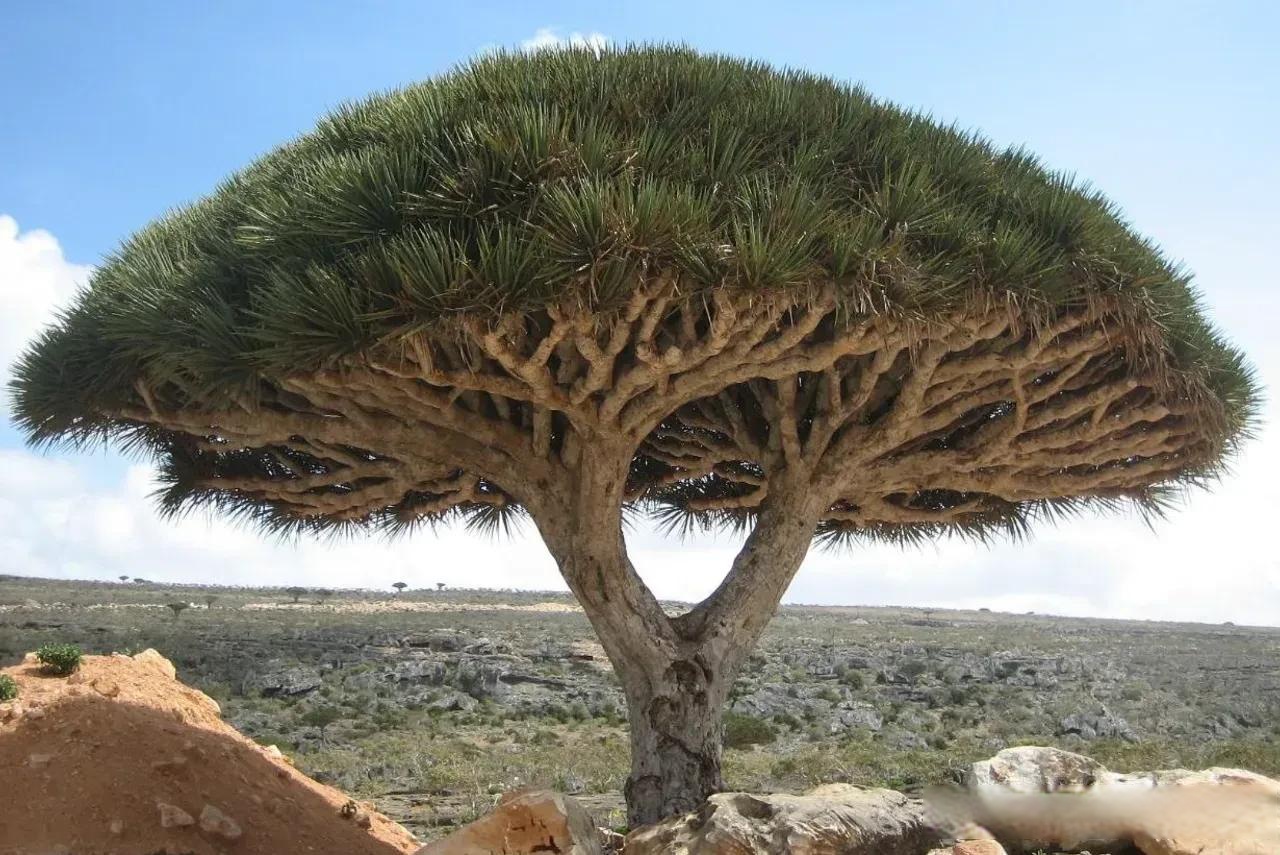 云南植物研学之旅系列(38)———龙血树.