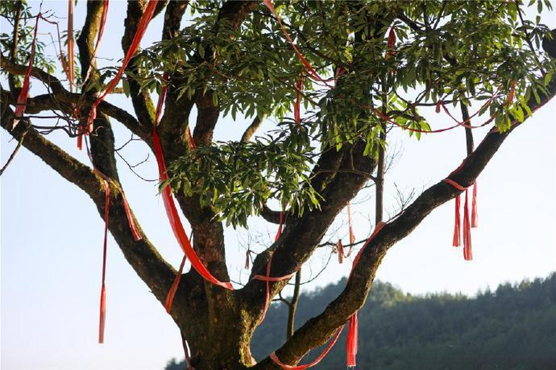 【云阳农坝发现百年金丝楠木树】近日,在云阳县农坝镇海拔1800多米的