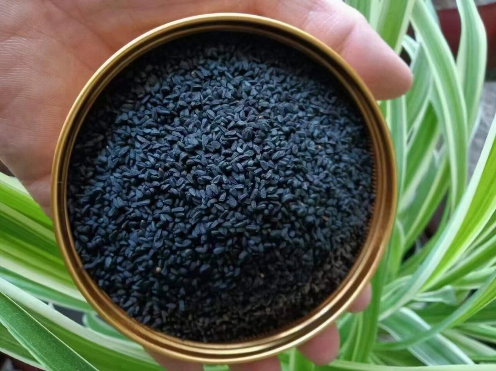 【阿拉伯黑籽】治百病!