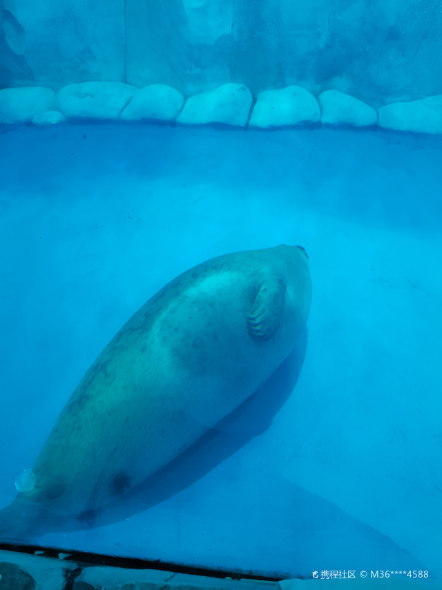新华联大白鲸海洋公园游玩攻略来啦_超全干货