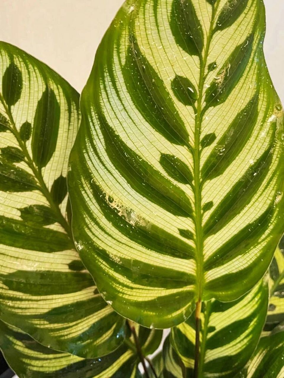 孔雀竹芋养护方法,教你轻松养出大孔雀!