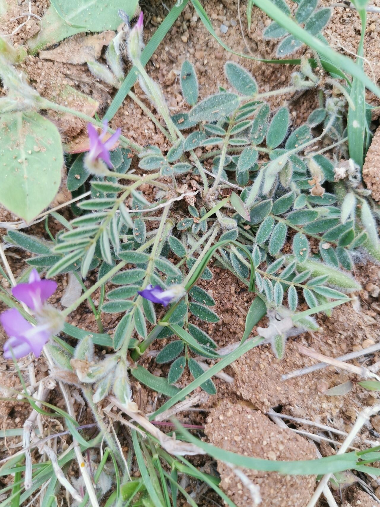 米口袋 别名:甜地丁 是一味中药 具有清热解毒,散瘀消肿的功效.