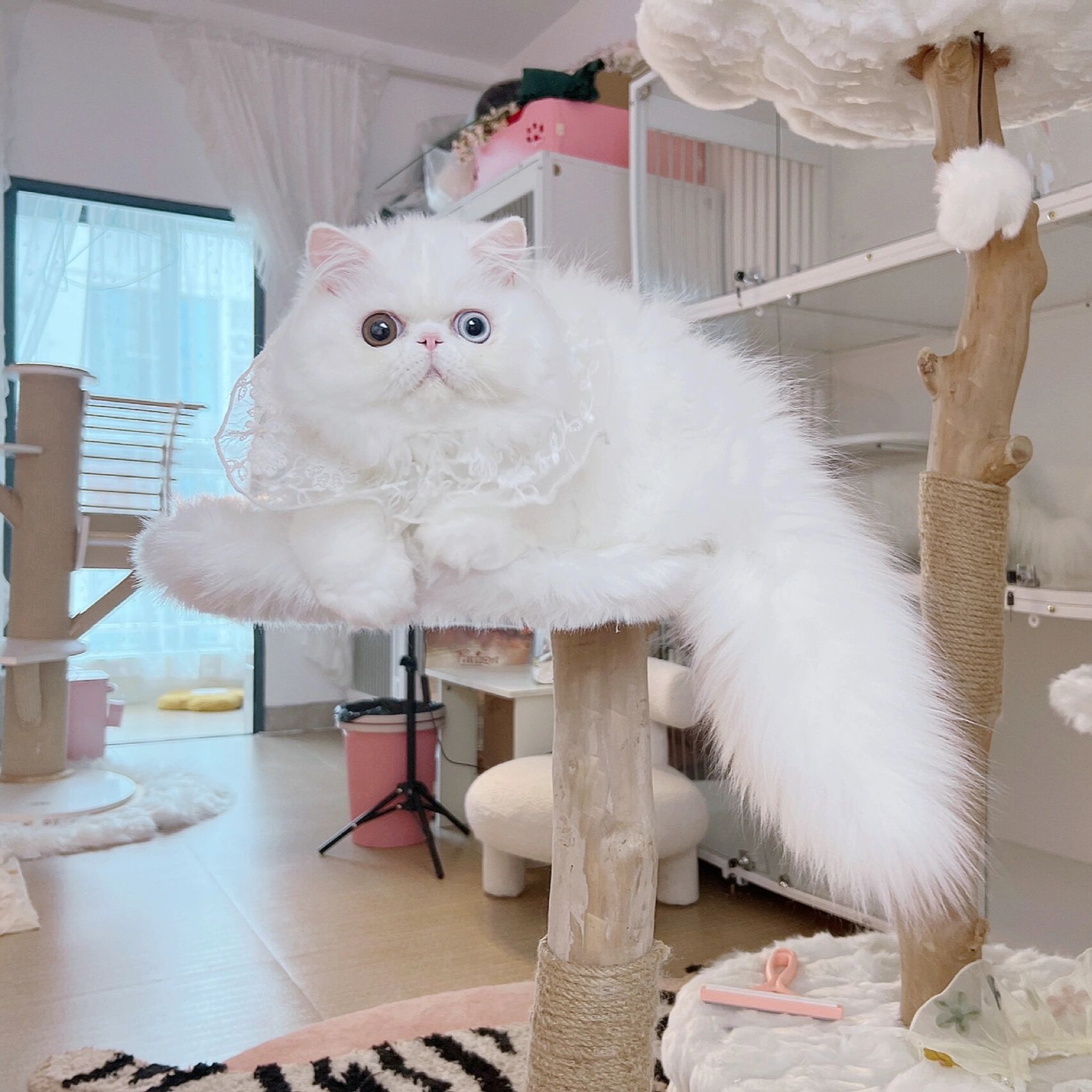 异瞳鸳鸯眼纯白波斯猫与加菲猫