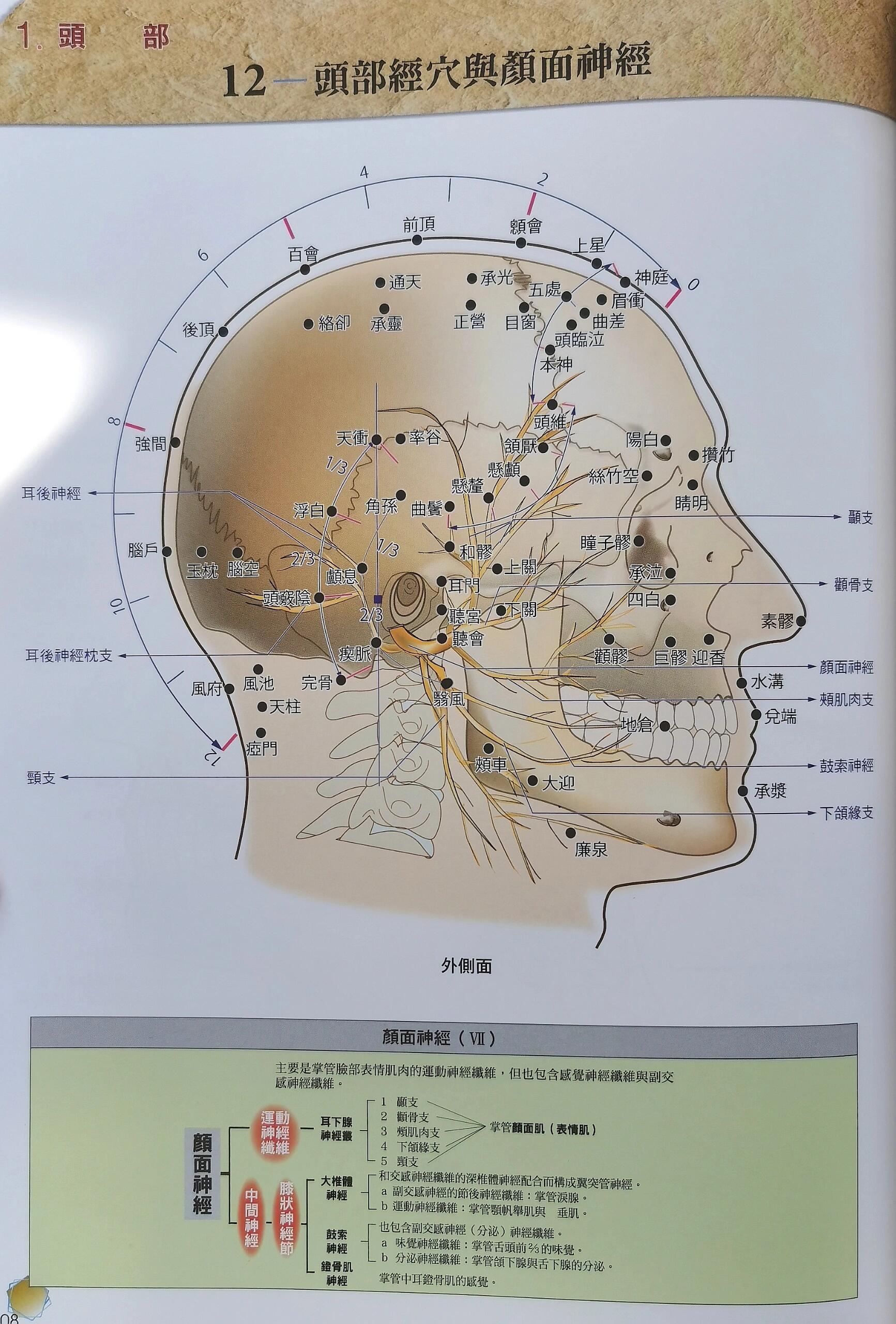 两大脉络与穴位的关系今天进一步介绍头部神经与穴位 头部神经分为