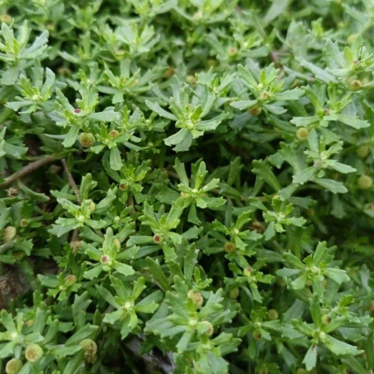 鹅不食草 治鼻炎---中药成分之鹅不食草 功效与作用 发散风寒,通鼻窍