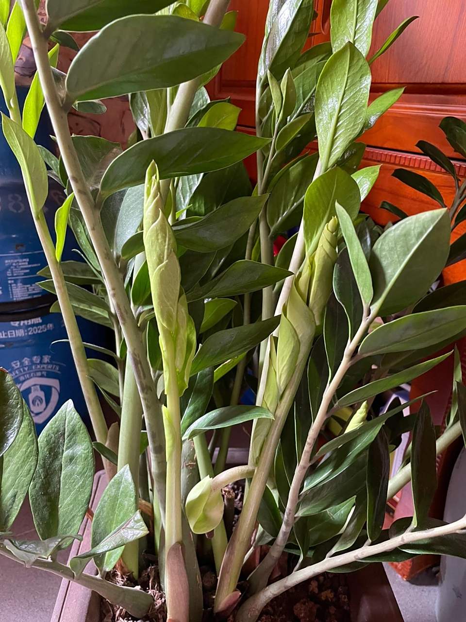 金钱树开花是很少见的,虽然花不是很好看,但是物以稀为贵.