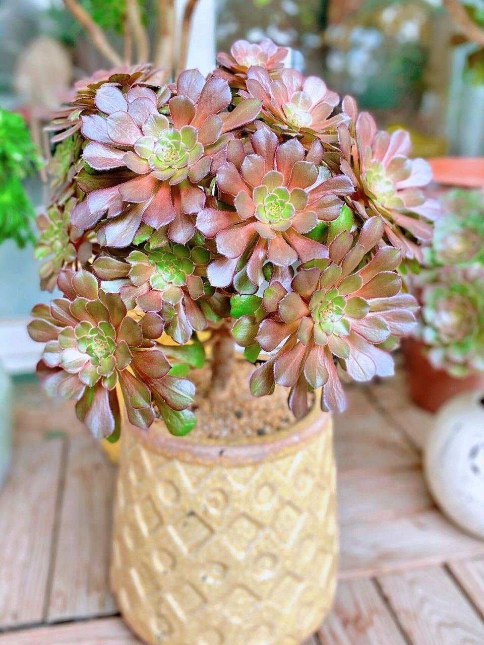 阳台多肉分享——红铜壶法师 喜欢法师很大一部分原因是因为一株法师