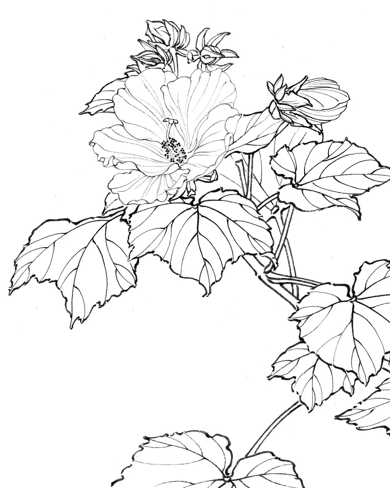 木芙蓉花白描画法