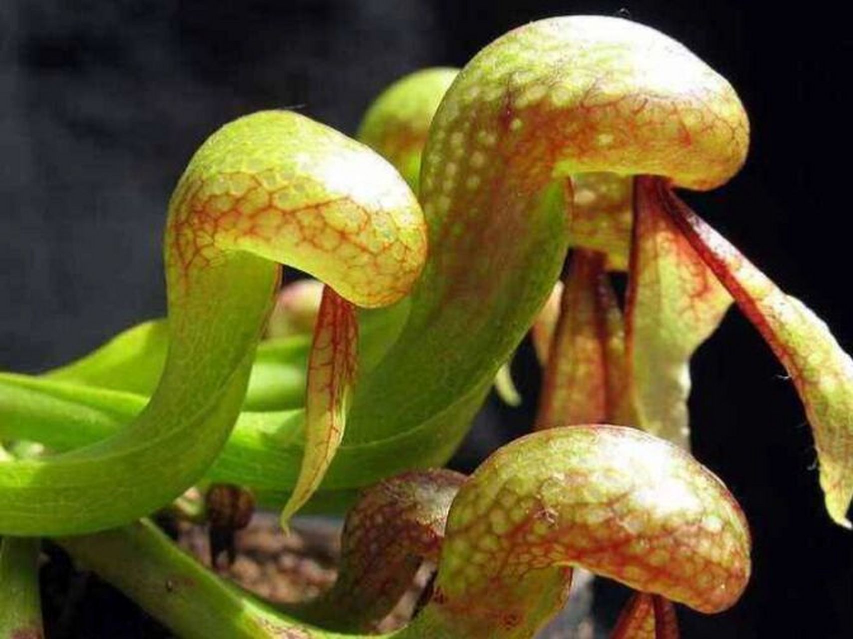 每日一花|眼镜蛇草 眼镜蛇草:瓶子草科眼镜蛇瓶子草属的多年生植物,是