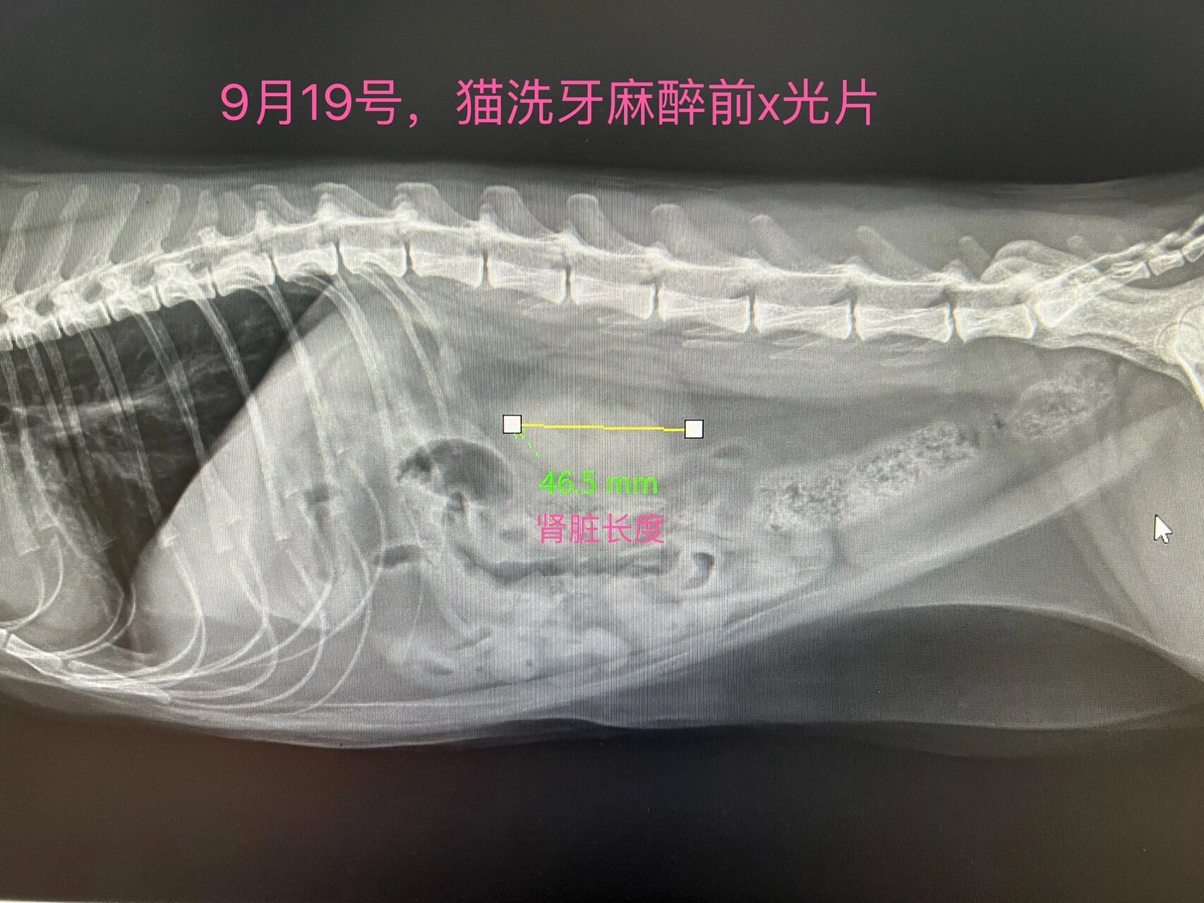 让宠物主人都能看懂x光片