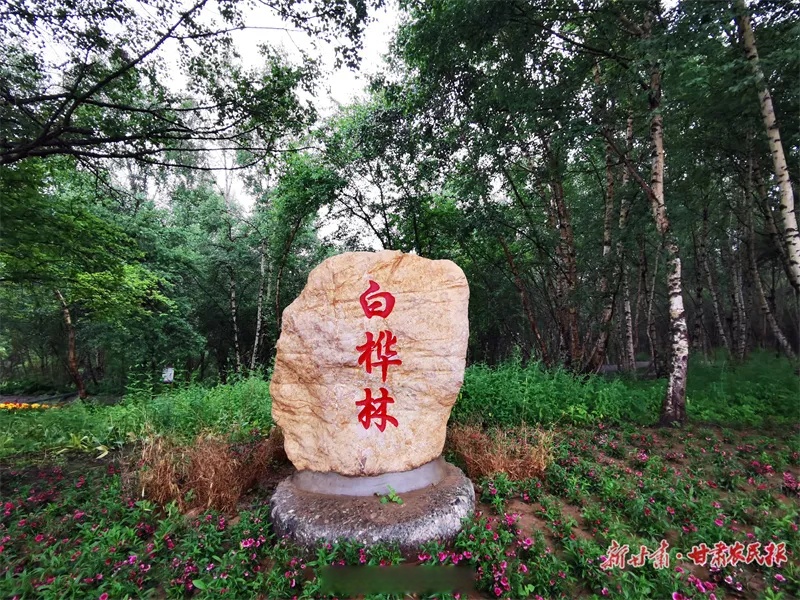 诗意甘肃#康乐县白桦林景区不仅有原始的自然生态风光,还打造了景观