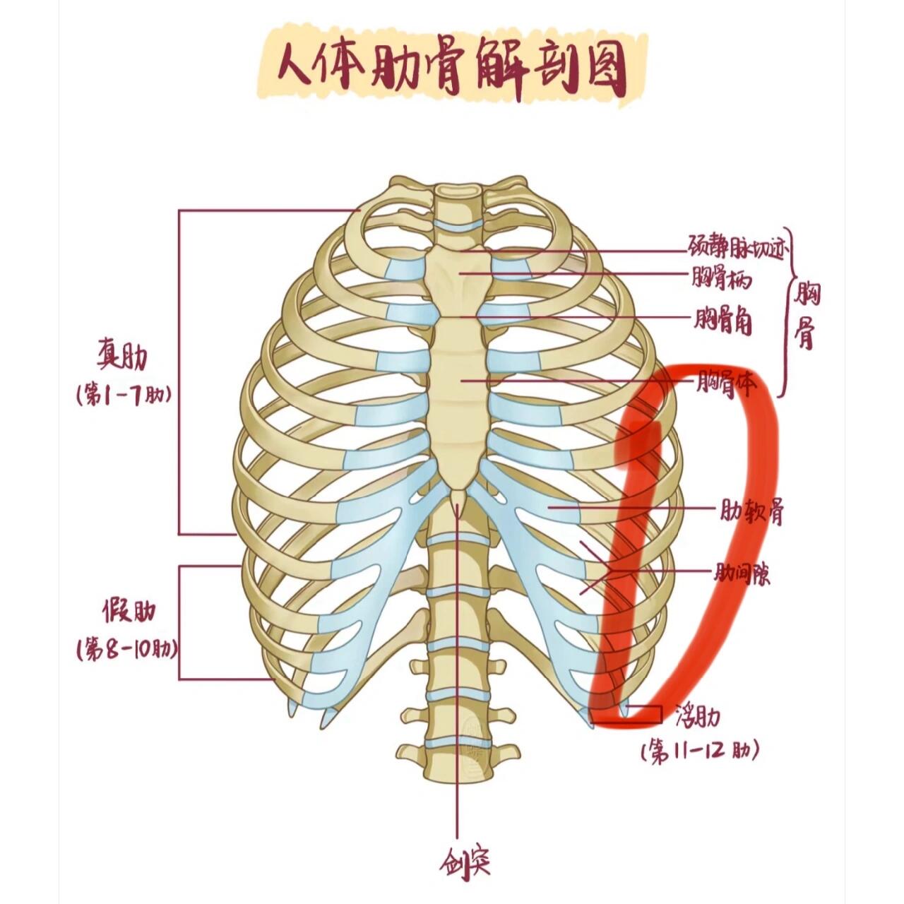 左边腋下到肋骨外侧疼 从左边嘎吱窝下面开始 到肋骨最下面有点刺痛