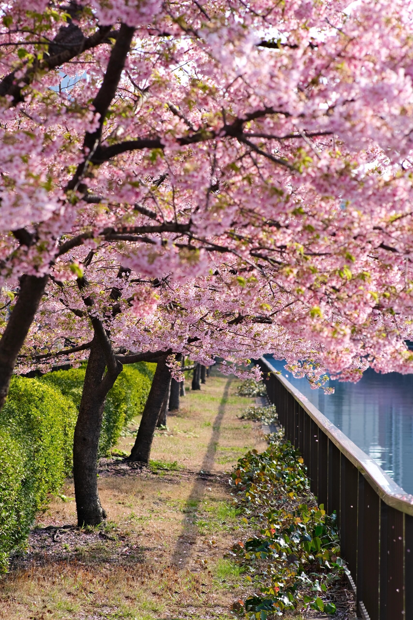 东京赏樱观鸟3木场公园 今年最爱的樱花打卡地大概就是木场公园了～给