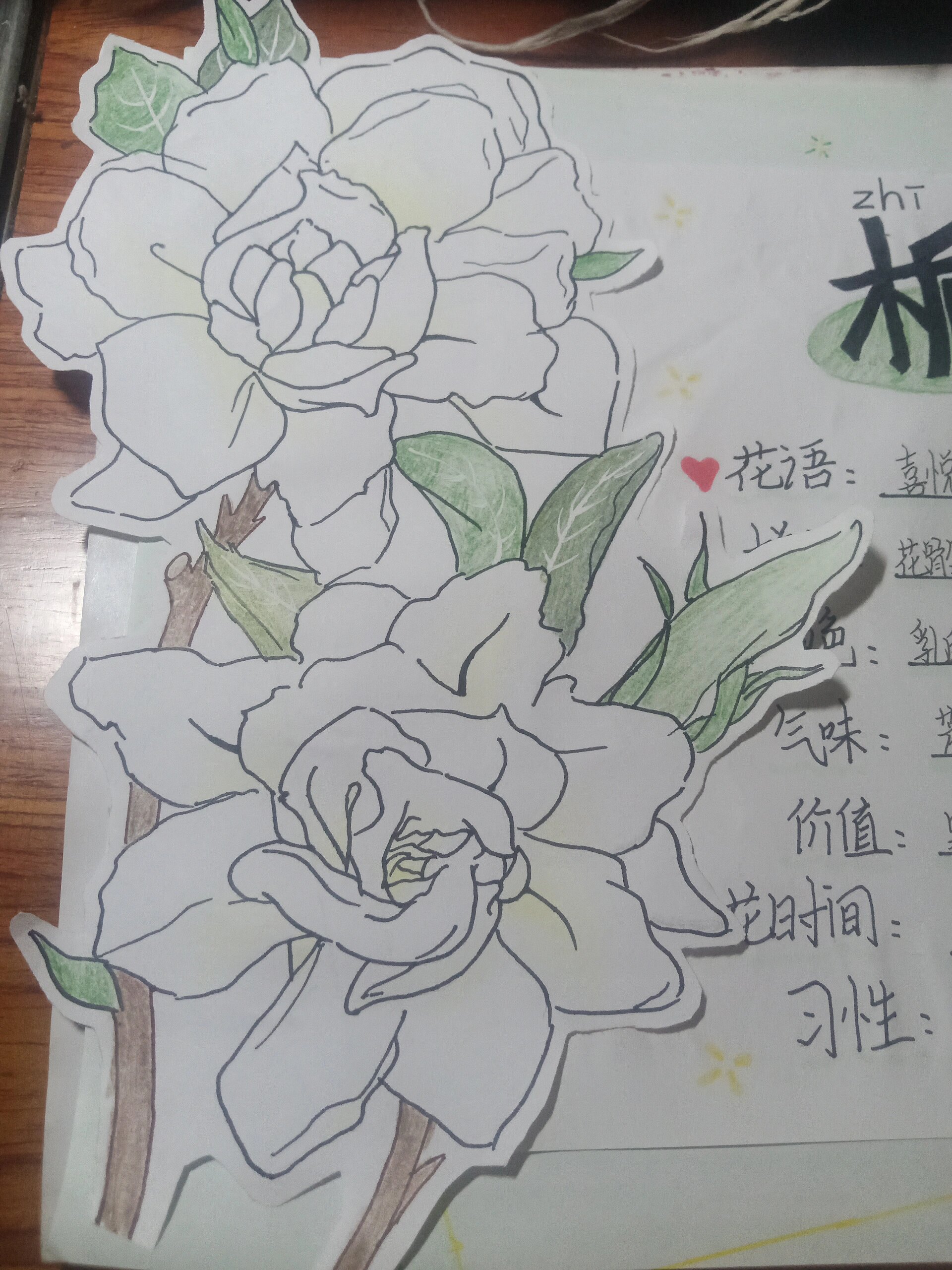 栀子花简介名片图片