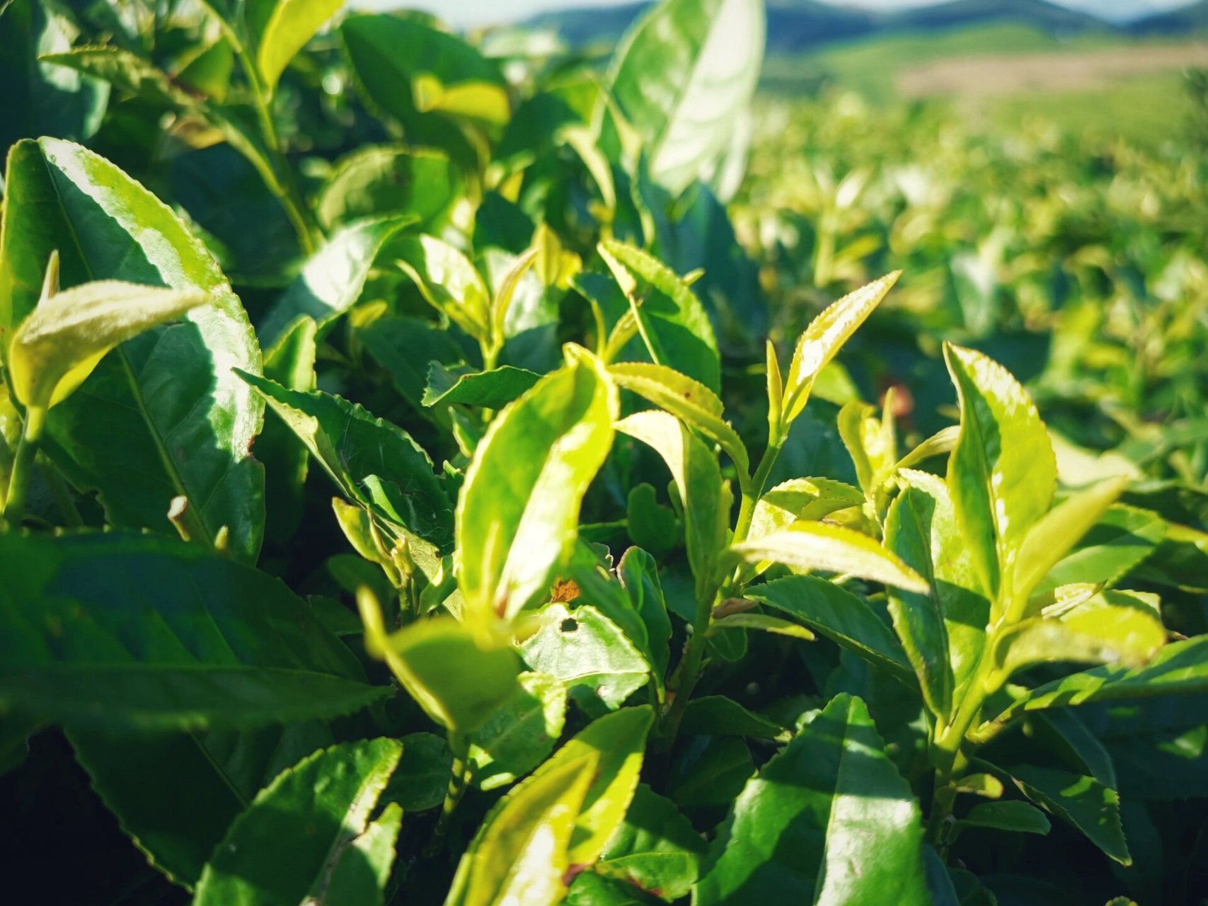 游历太姥山,游历绿雪芽庄园,人与自然共生 太姥(mu,三声)山,是绿雪芽