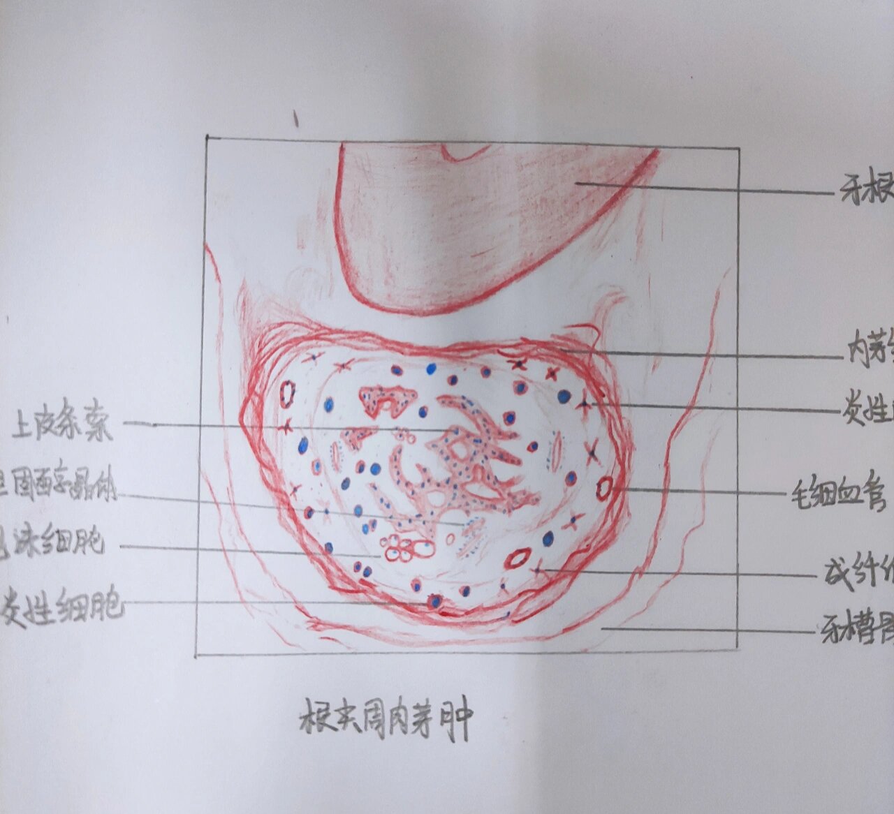 牙钟状期成釉器绘图图片