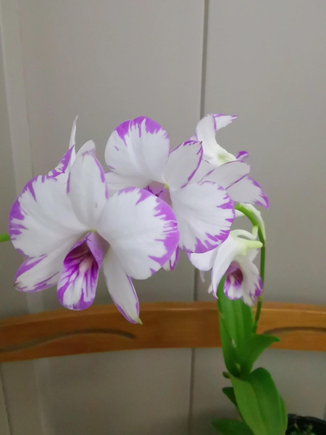 跟风网购了日本白泼墨石斛兰,经历了黄叶掉叶,终于挺过来了,继续绽放