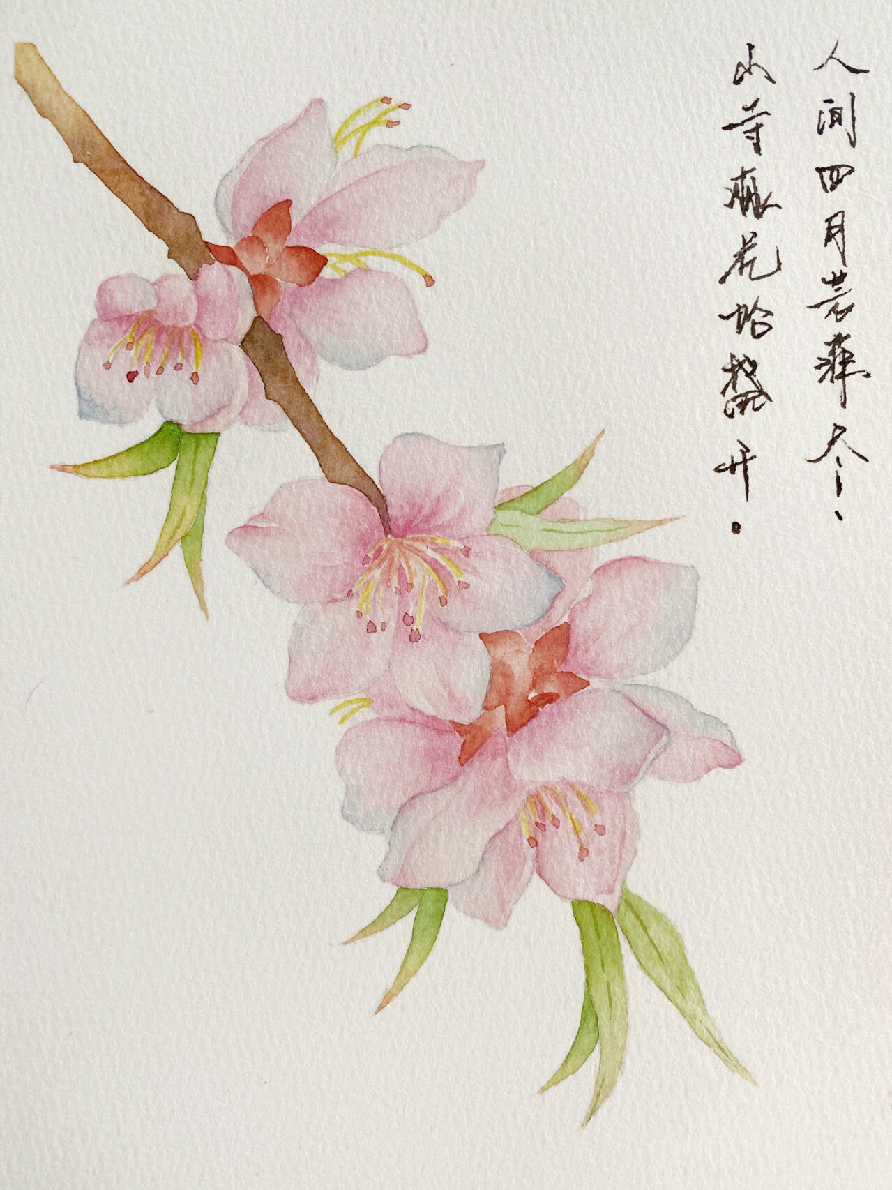 水彩画桃花94手绘过程 画一枝桃花,春天也来了,桃花盛开的日子也不