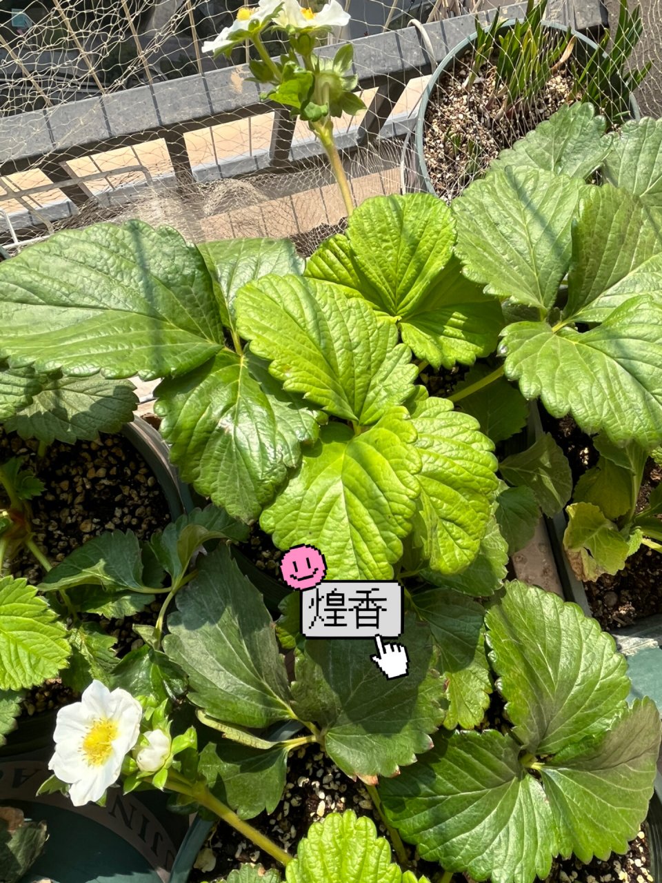 草莓煌香 阳台种草莓 盆栽草莓 品种:煌香 长势很旺叶子也很大,草莓花