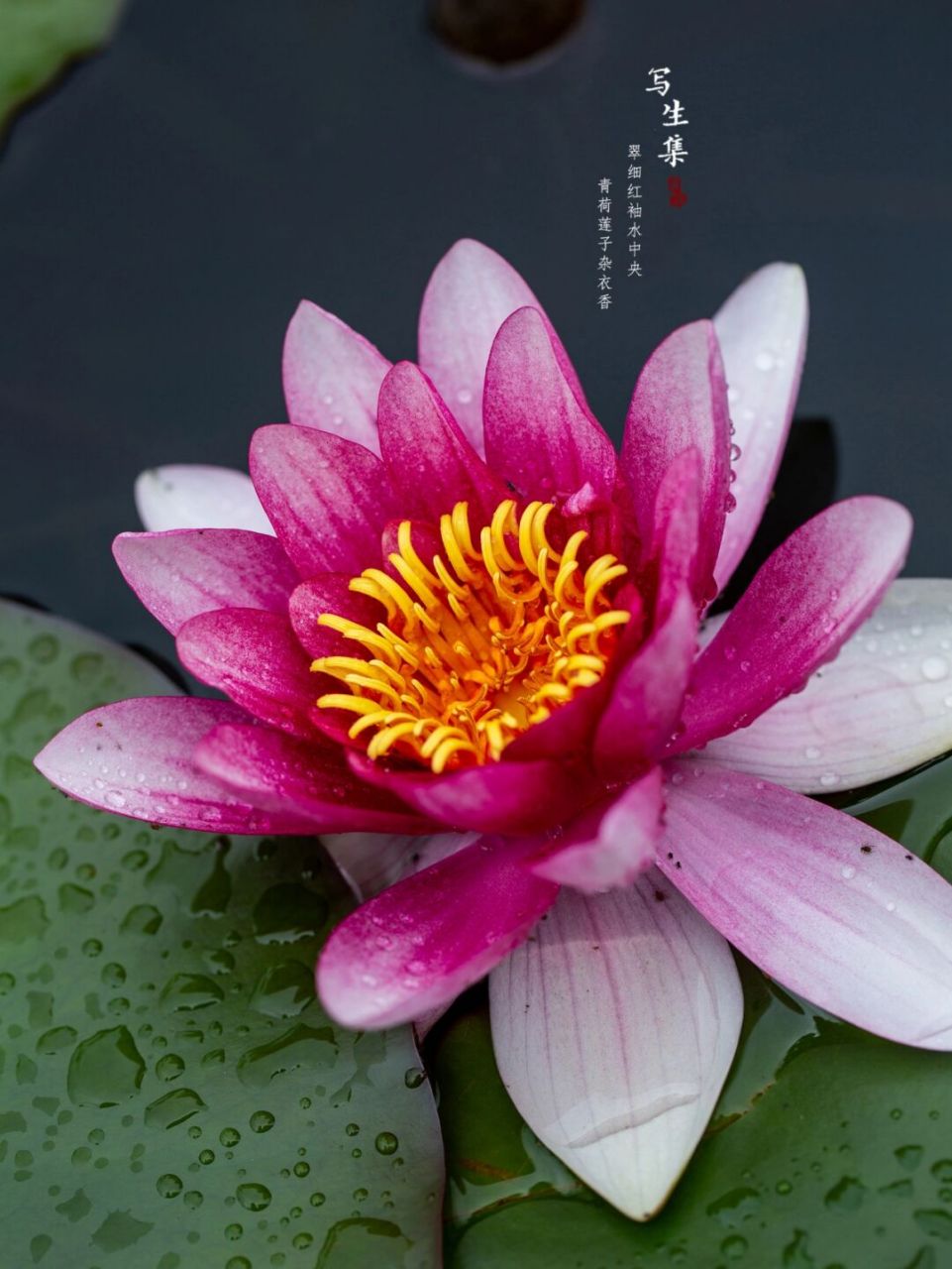 是白睡莲的变种,多年水生草本;花大,直径30-34厘米,玫瑰红色.