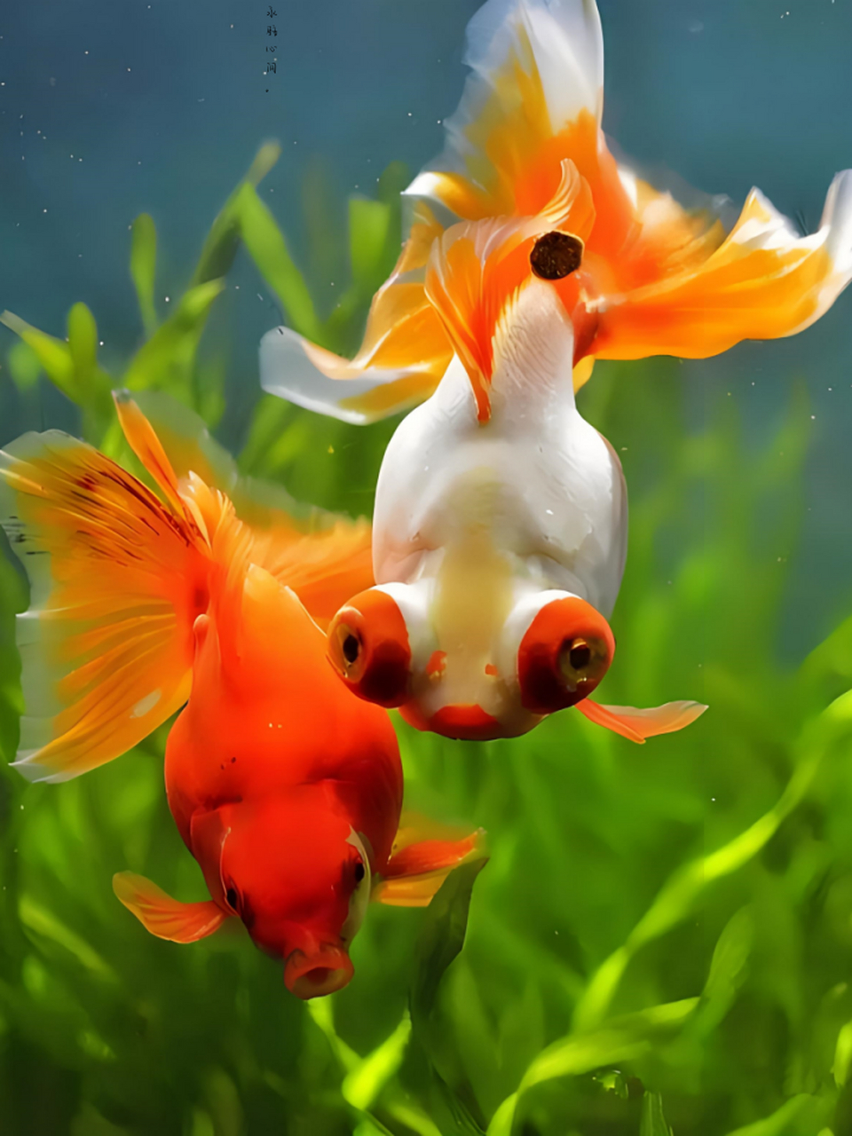 它们不仅能增添家居