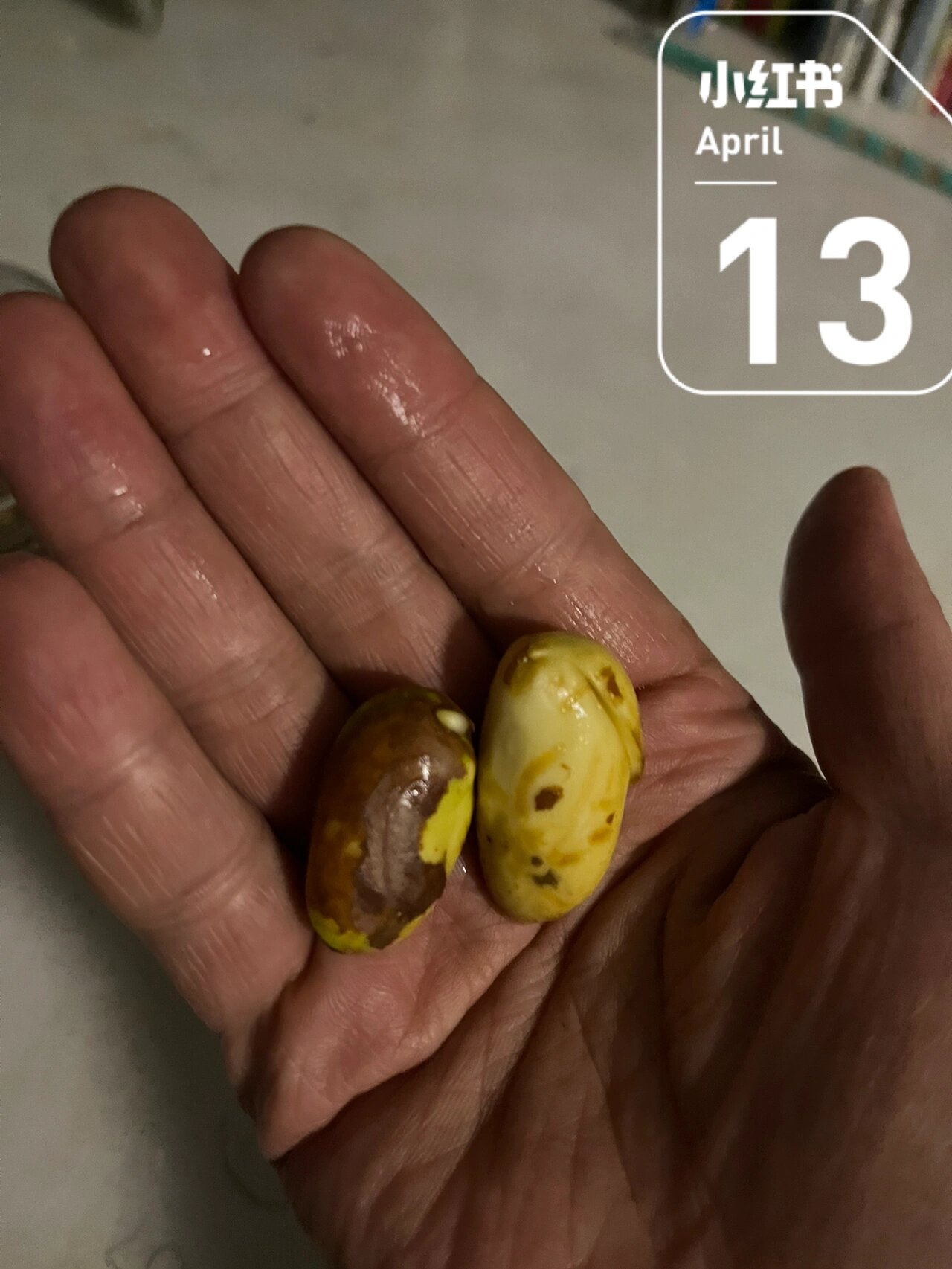 菠萝蜜核水培发芽了 菠萝蜜核水培第五天 看了好多博主的方法,大约